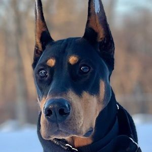 Meet your Posher, Karen